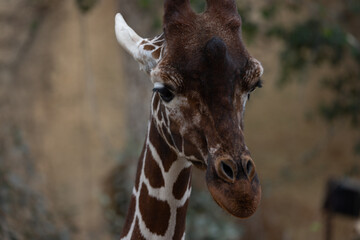 A closeup of a giraffe, one of the tallest and most beautiful creatures on planet earth. It is also called Giraffa reticulata.