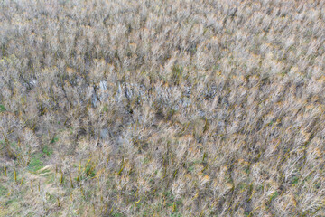 Wetlands habitat in the Columbia River Gorge, Oregon, offers open space for many species of bird to feed and nest.