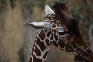A closeup of a giraffe, one of the tallest and most beautiful creatures on planet earth. It is also called Giraffa reticulata.