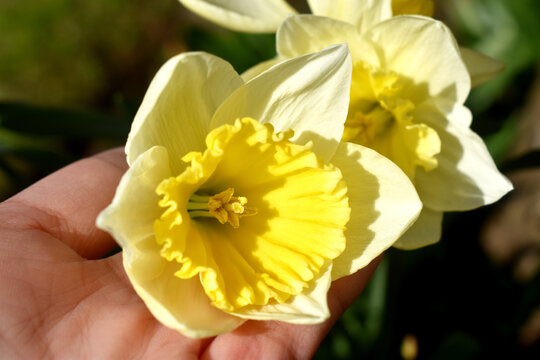 Close-up of yellow Daffodils flowers blooming on human hand holding with nature blurred background. Spring season garden in UK. - Powered by Adobe