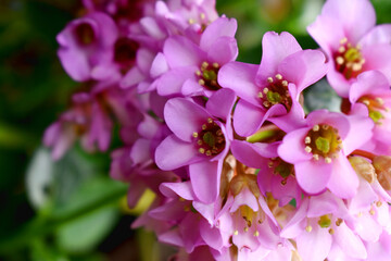 Close-up of Pink Bergenia flowers blooming  with green leaves on nature  blurred background.  Beautiful spring flowering in graden in UK.
