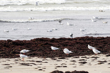 Seascape with brown seagrass piles and black-headed gulls in winter form with a white head