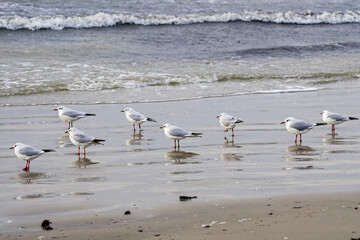Winter seascape on Baltic Sea sandy beach with black-headed gulls in winter form with a white head