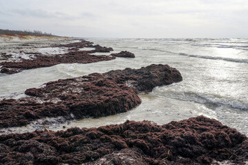 Piles of stinking rotting brown seaweed washed on the shores of the Baltic Sea