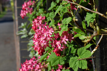 Beautiful Red flowering currant or Ribes sanguineum flowers blossom blooming with green leaves with sunlight in sunny in spring season in UK garden. Nature background.