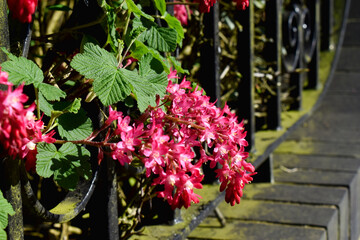 Selective focus on Red flowering currant or Ribes sanguineum flower blossom blooming with green leaves with sunlight in sunny in spring season in UK garden. Nature background.
