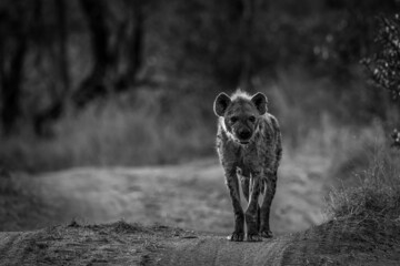 Spotted Hyena walking towards the camera.