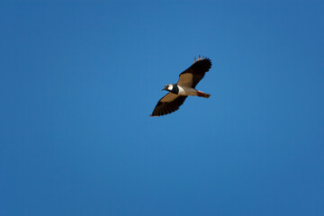 The northern lapwing - Vanellus vanellus - also known as the peewit or pewit, tuit or tew-it, green plover