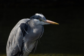 A large bird stands halfway in the water looking for fish to catch and eat. A beautiful animal with extremely beautiful and neat feathers.