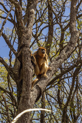 caraya and capuchins monkeys preservation sanctuary