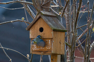 Bluetit missing the entrance to nest box and crashing into the wooden box
