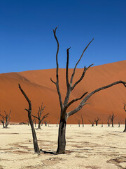 Fototapeta na wymiar Deadvlei valley, dried lake in desert of Namibia. Sossusvlei dead vlei.