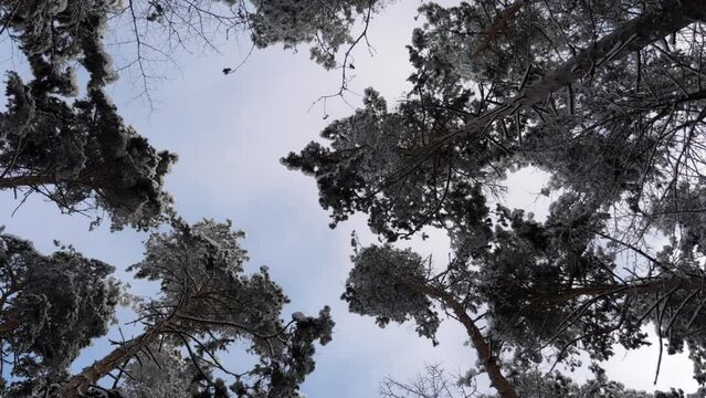 Winter forest during a snowfall, slow motion.