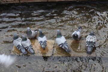 Obraz premium pigeons on the street