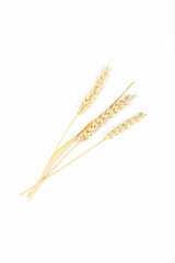Fototapeta premium Ripe ears of wheat isolated on white background. Top view
