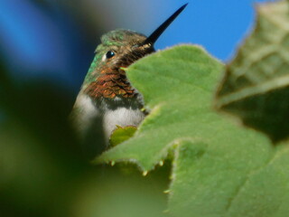 Colibrí  © SukiFernanda