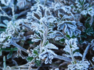 Hielo en las alturas