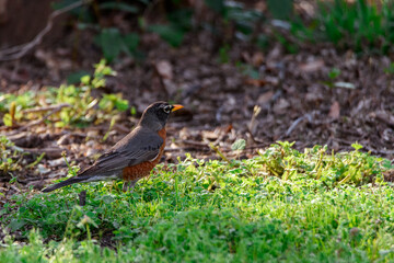 Robin On The Ground-5119