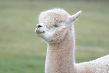 close up of a llama © Michael
