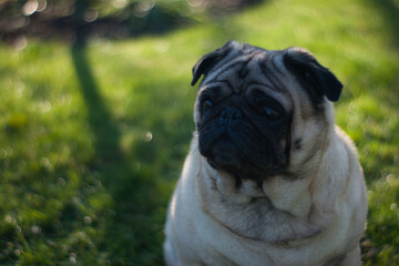 Mops Portrait männlich