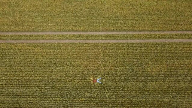 A farmer lying on the ground in a wheat field. Top view. Aerial drone view.