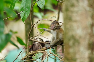 Macaque monkey in rainforest in Langkawi, Malaysia