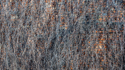 Dries ivy on the wall. Dried stems of climbing plants covered the wall of the building. Space for text. Textured background.