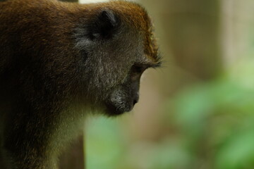 Macaque monkey in rainforest in Langkawi, Malaysia
