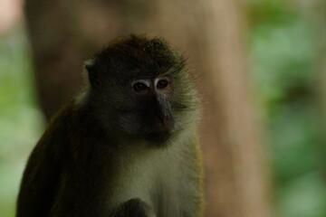 Macaque monkey in rainforest in Langkawi, Malaysia