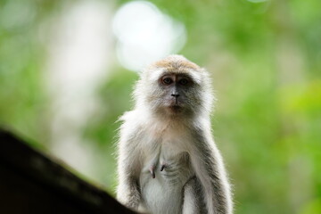 Obraz premium Macaque monkey in rainforest in Langkawi, Malaysia