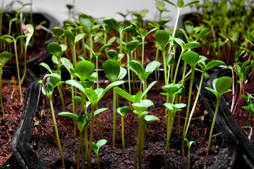 Young seedlings in a box. Young plants