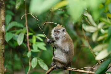 Fototapeta premium Macaque monkey in rainforest in Langkawi, Malaysia