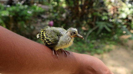An orphaned baby bird sitting on top of a wrist of a woman © Pics Man24