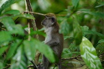 Naklejka na ściany i meble Macaque monkey in rainforest in Langkawi, Malaysia