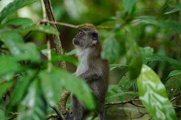 Naklejka na ściany i meble Macaque monkey in rainforest in Langkawi, Malaysia