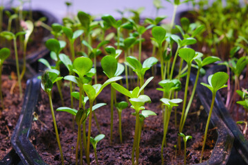 Young seedlings in a box. Young plants