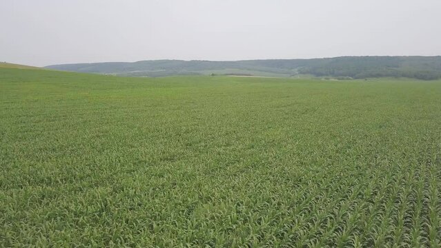 Corn field top view. Aerial view of plantation green corn field