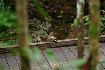 Macaque monkey in rainforest in Langkawi, Malaysia