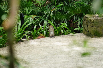 Macaque monkey in rainforest in Langkawi, Malaysia