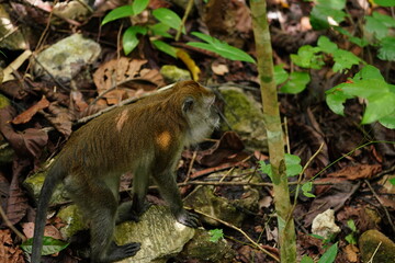 Macaque monkey in rainforest in Langkawi, Malaysia