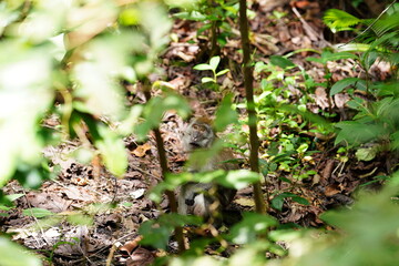 Obraz premium Macaque monkey in rainforest in Langkawi, Malaysia