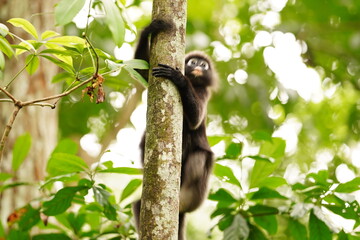 Dusky leaf monkey in rainforest in Langkawi, Malaysia