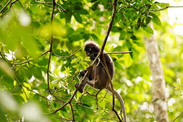 Dusky leaf monkey in rainforest in Langkawi, Malaysia