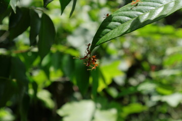 A few red ants trying to bend a large leaf while on the end of the tip of the leaf