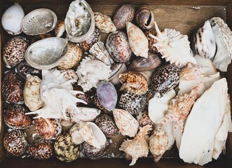 Seashells background. Variety of different shapes seashells. Flea market treasures.