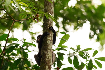 Dusky leaf monkey in rainforest in Langkawi, Malaysia