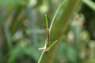 An orange head caterpillar walks on a vine stem and a black color fly insect walking towards the caterpillar