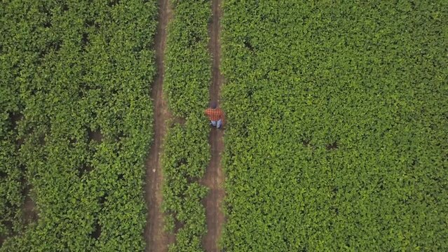 A farmer inspects a soybean crop in a large field. Top view