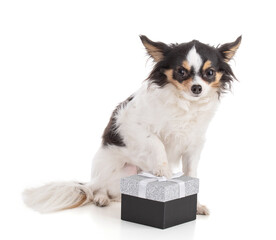 Adorable Chihuahua with shiny gift box