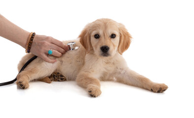 Cute Golden Retriver puppy with a stethoscope